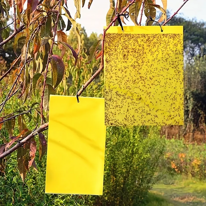 InsectCatcher™ - Set 60 Capcane Lipicioase pentru Insecte Zburatoare