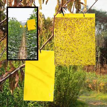 InsectCatcher™ - Set 60 Capcane Lipicioase pentru Insecte Zburatoare